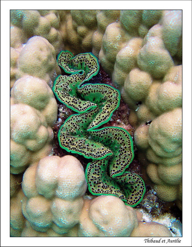 2009   08   Plongee Bora bora 03